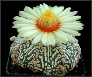 Flori de...cactus!