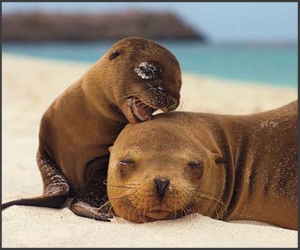 NG 2009: Top 20 poze cu animale