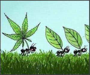 55 de imagini amuzante