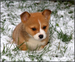 33+1 poze: Animale adorabile prin zapada