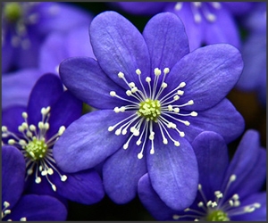 50 de poze splendide cu flori