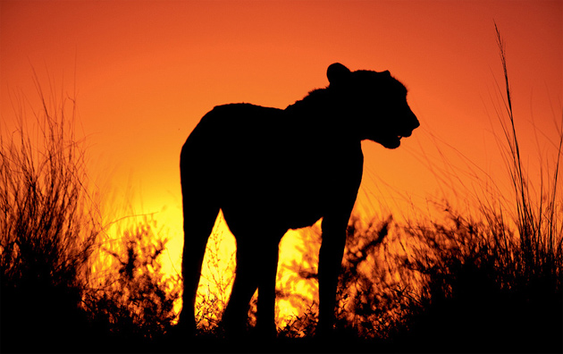 10 poze superbe: Africa