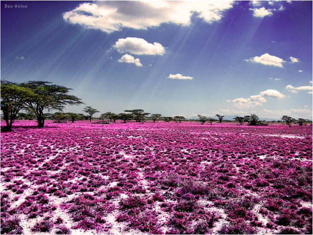 10 poze superbe: Africa