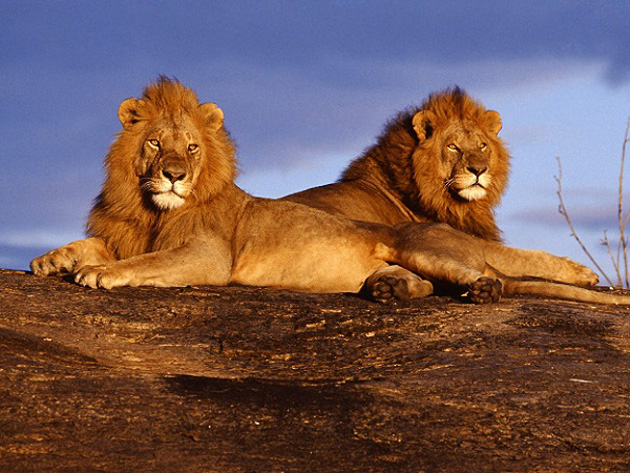 10 poze superbe: Africa